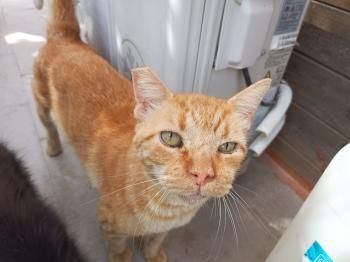 Tokio, FIV positiv