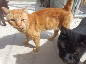 Tokio, FIV positiv