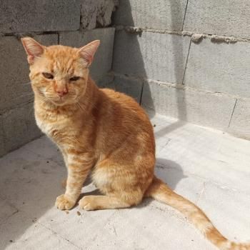 Tokio, FIV positiv