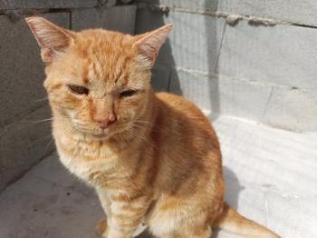 Tokio, FIV positiv