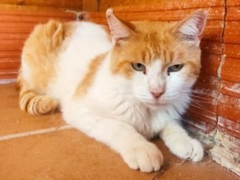 Rocky, FIV positiv