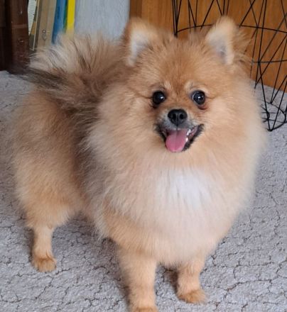 Pomeranian Spitz pups