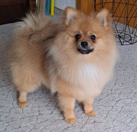 Pomeranian Spitz pups