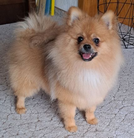 Pomeranian Spitz pups