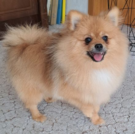 Pomeranian Spitz pups