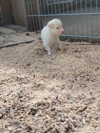 Siberian Huskies zu verkaufen