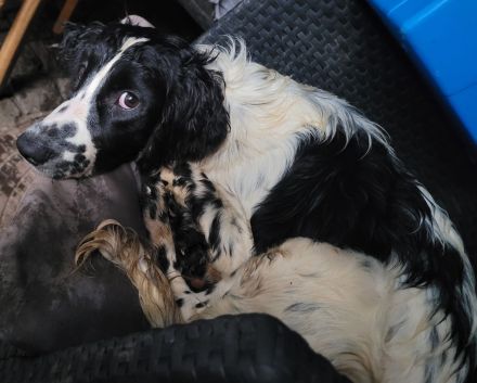 Liebe aufgeweckte Border Collie, Cocker Spaniel, kl. Münsterländer Mischlinge