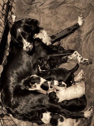 Liebe aufgeweckte Border Collie, Cocker Spaniel, kl. Münsterländer Mischlinge