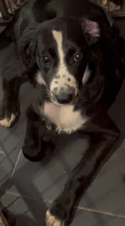 Liebe aufgeweckte Border Collie, Cocker Spaniel, kl. Münsterländer Mischlinge