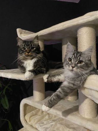 Maine Coon Brüder suchen neues Zuhause