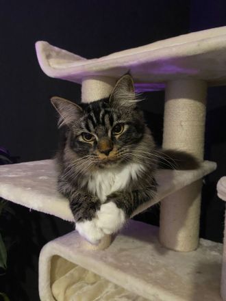 Maine Coon Brüder suchen neues Zuhause