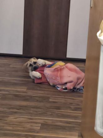 Kleine Chanti Sucht ein zuhause