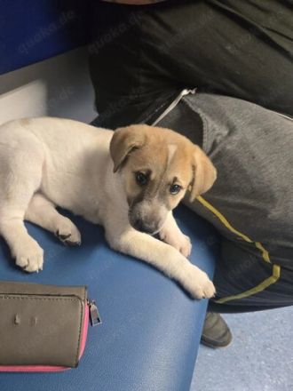 Kleine Chanti Sucht ein zuhause