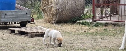 Kleine Chanti Sucht ein zuhause