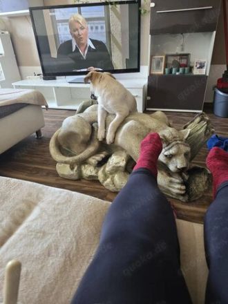 Kleine Chanti Sucht ein zuhause