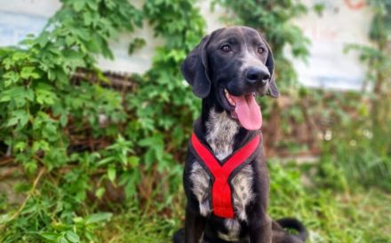 Aktiver Jagdhundmix Carry