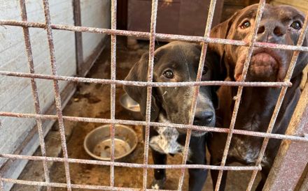 Aktiver Jagdhundmix Carry