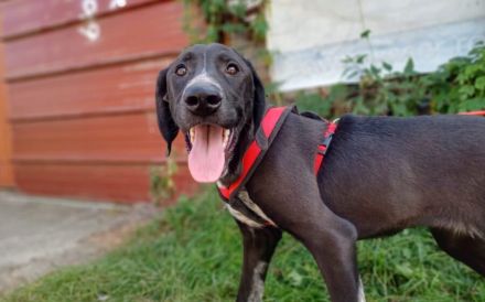 Aktiver Jagdhundmix Carry