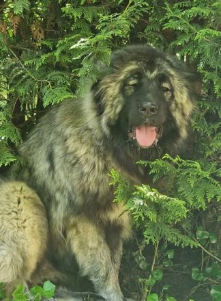 Wurfankündigung Kaukasischer Owtscharka Maremmano Abbruzzese