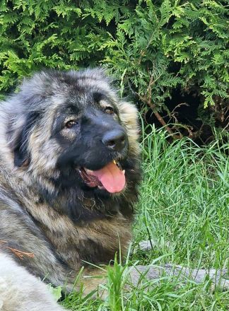 Wurfankündigung Kaukasischer Owtscharka Maremmano Abbruzzese