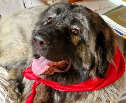 Wurfankündigung Kaukasischer Owtscharka Maremmano Abbruzzese