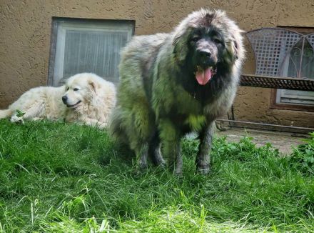 Wurfankündigung Kaukasischer Owtscharka Maremmano Abbruzzese