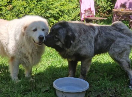 Wurfankündigung Kaukasischer Owtscharka Maremmano Abbruzzese