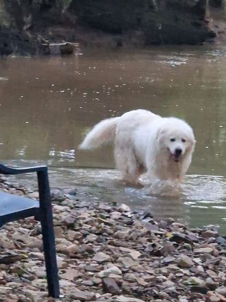 Wurfankündigung Kaukasischer Owtscharka Maremmano Abbruzzese