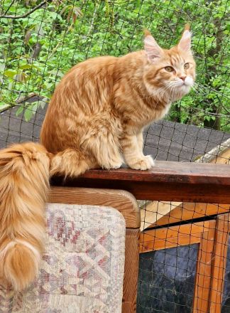 Maine Coon Kitten mit Stammbaum aus N/N Verpaarung