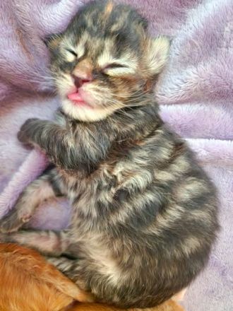 Maine Coon Kitten mit Stammbaum aus N/N Verpaarung