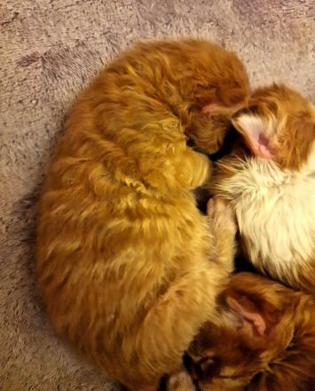 Maine Coon Kitten mit Stammbaum aus N/N Verpaarung