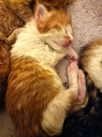Maine Coon Kitten mit Stammbaum aus N/N Verpaarung