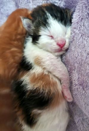 Maine Coon Kitten mit Stammbaum aus N/N Verpaarung