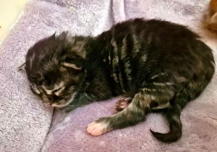 Maine Coon Kitten mit Stammbaum aus N/N Verpaarung