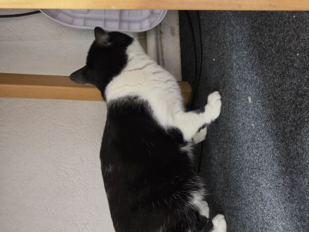 2 EHK SCHNELLST MÖGLICH ABZUGEBEN