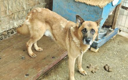 Ruhiger Alterswohnsitz für Ovidu gesucht