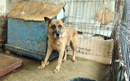 Ruhiger Alterswohnsitz für Ovidu gesucht