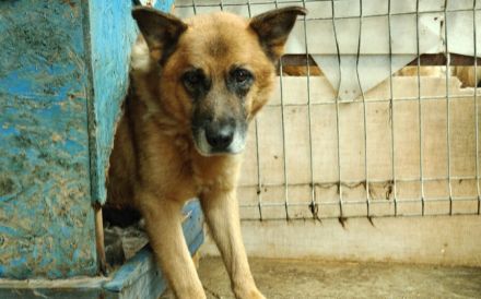 Ruhiger Alterswohnsitz für Ovidu gesucht