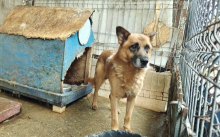 Ruhiger Alterswohnsitz für Ovidu gesucht