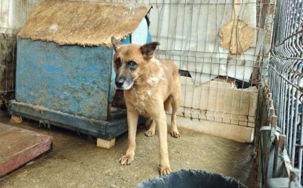 Ruhiger Alterswohnsitz für Ovidu gesucht