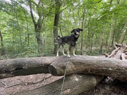 Arno sucht neues Zuhause ohne Kinder
