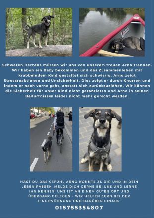 Arno sucht neues Zuhause ohne Kinder