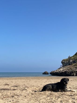 Arno sucht neues Zuhause ohne Kinder