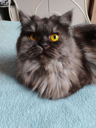 Langhaarkätzchen mit Papieren