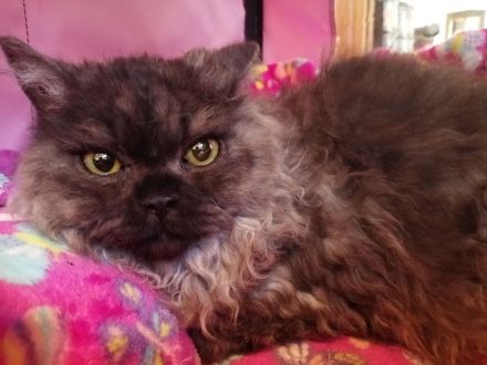 Langhaarkätzchen mit Papieren