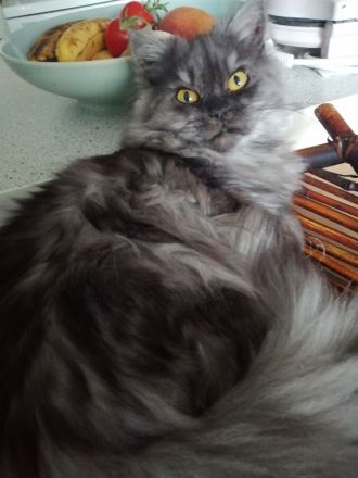 Langhaarkätzchen mit Papieren