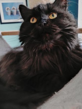 Langhaarkätzchen mit Papieren