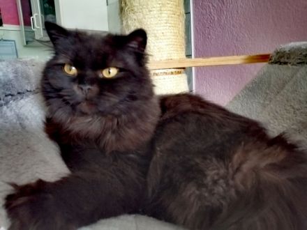 Langhaarkätzchen mit Papieren