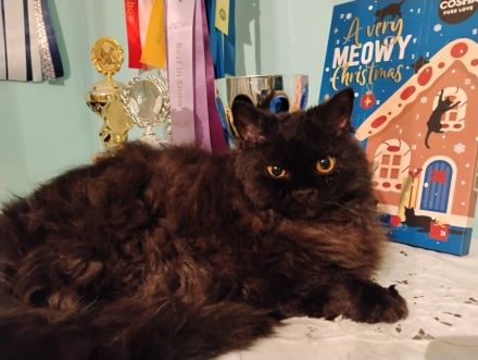 Langhaarkätzchen mit Papieren