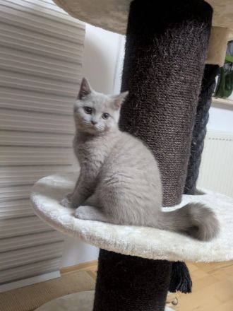 BKH Kitten mit Stammbaum auszugsbereit 2x geimpft